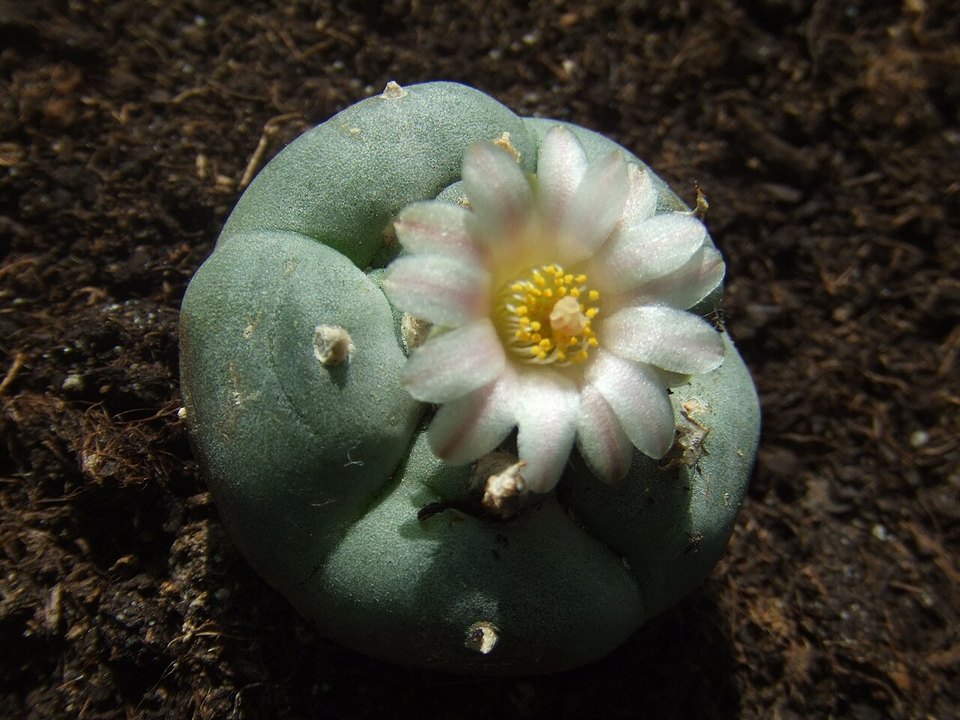Lophophora williamsii: a living botanical specimen