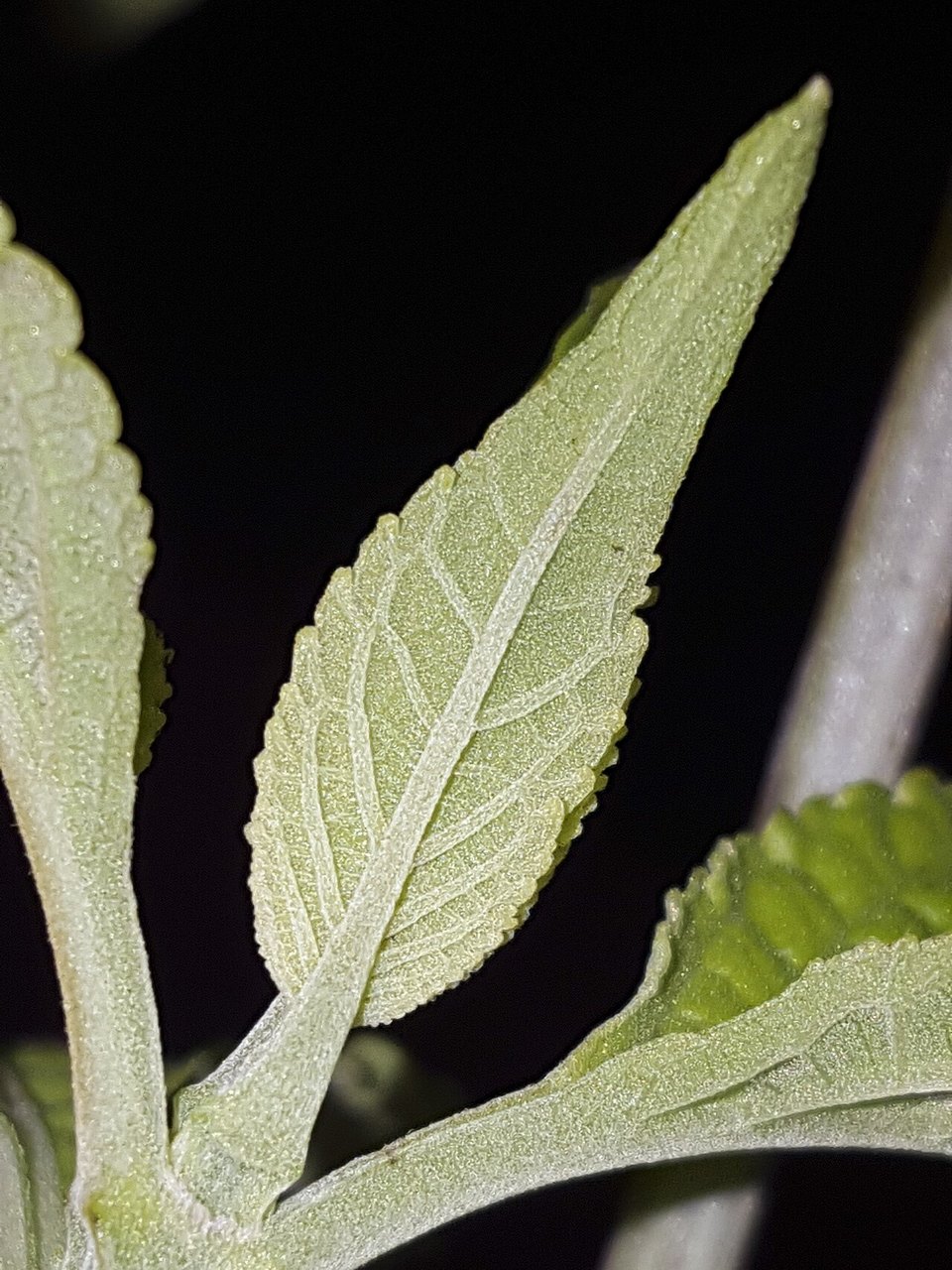 A young Salvia divinorum leaf photographed from material used in a plant-taxonomy teaching demonstration