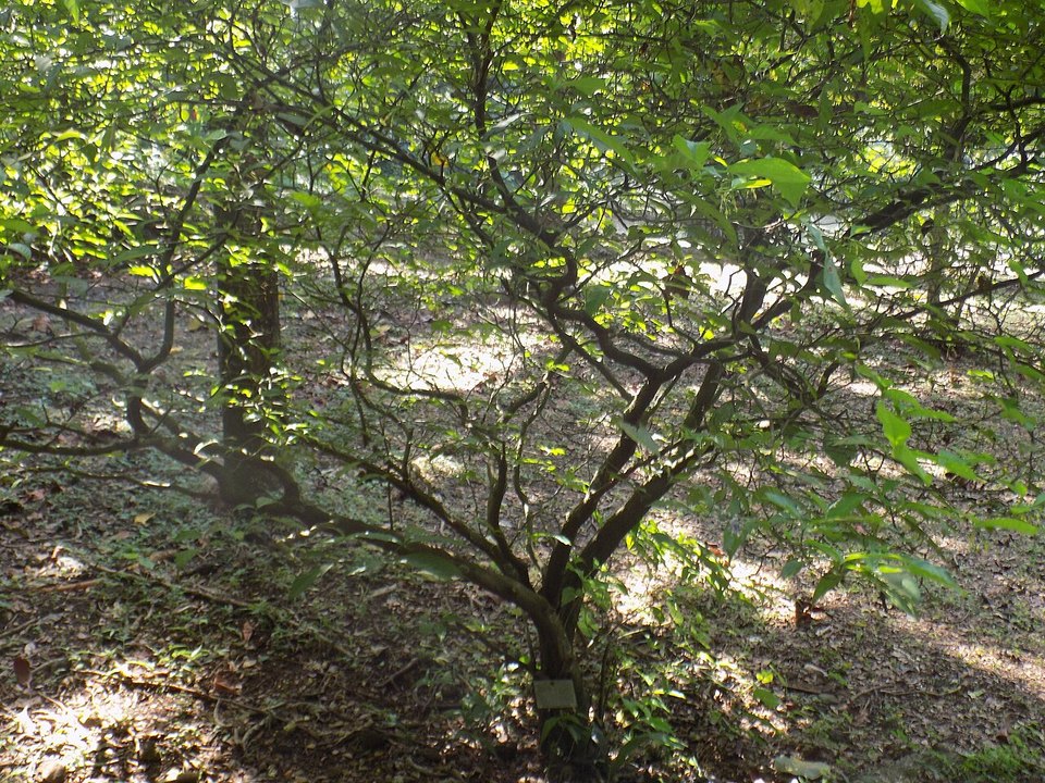 Tabernanthe iboga photographed as a living shrub