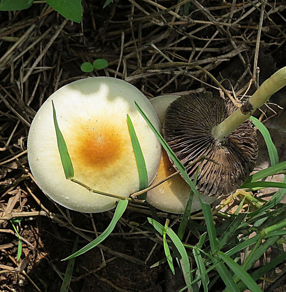 The fruiting body of Psilocybe cubensis, photographed by Dick Culbert