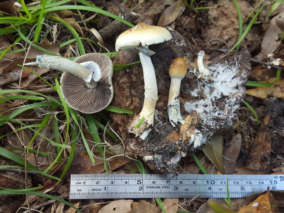 Psilocybe cubensis photographed in the United States in June 2020