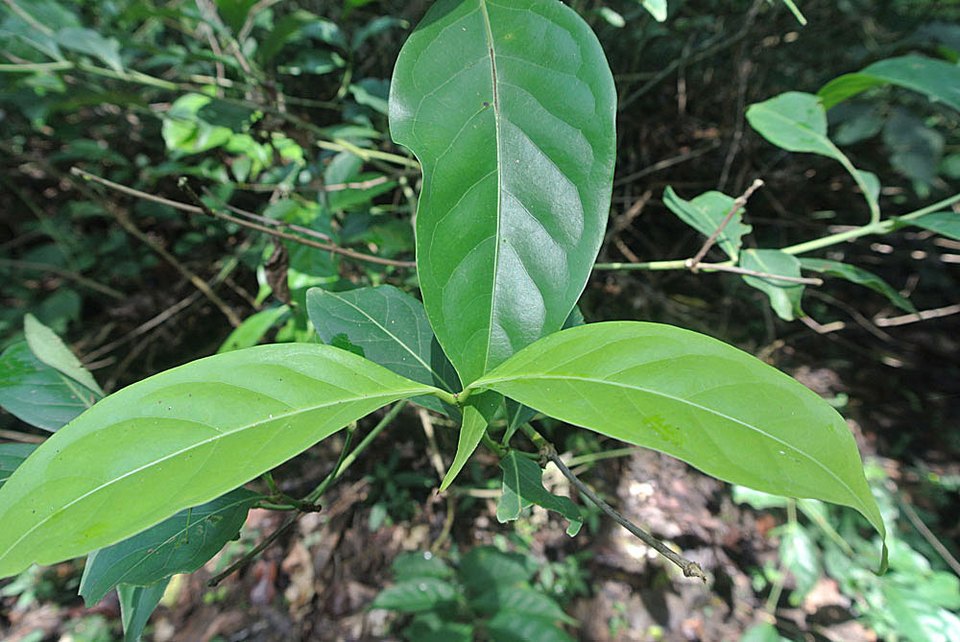 Diplopterys cabrerana photographed at Jatun Sacha gardens, Ecuador, in February 2014