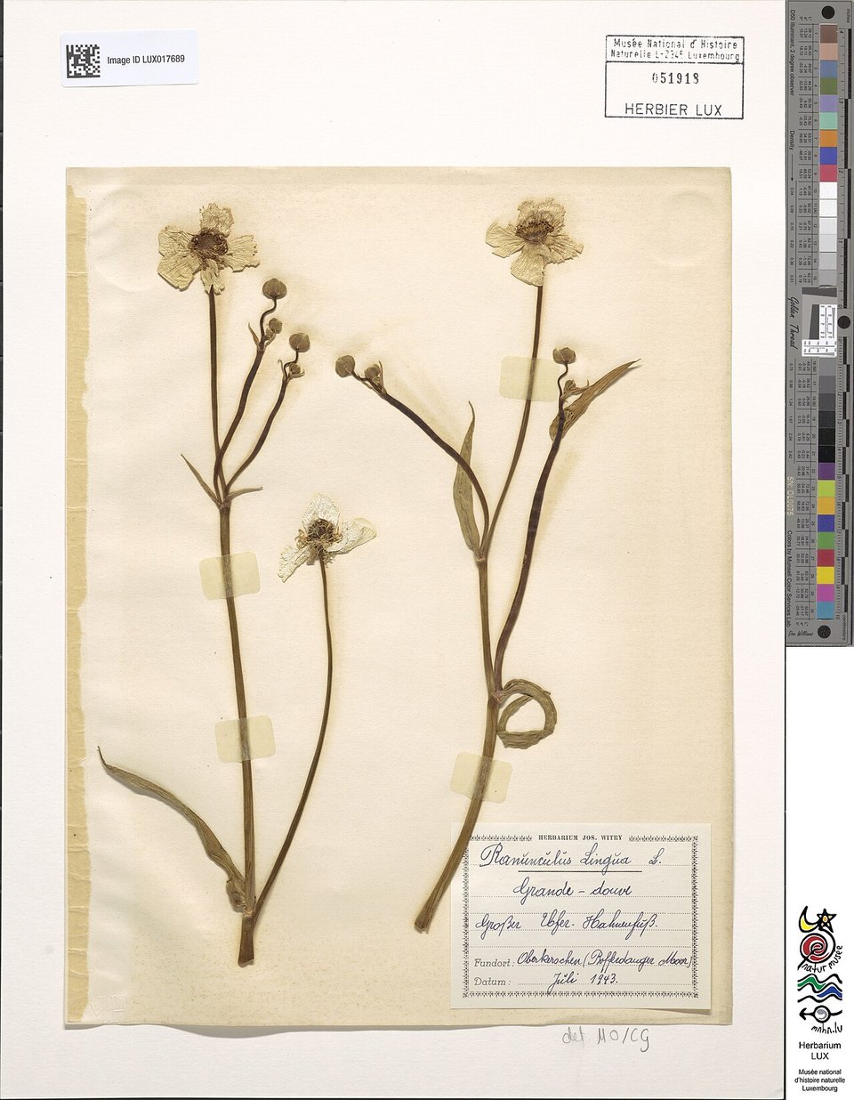 A preserved Ranunculus lingua herbarium specimen collected by Joseph Witry: an example of botanical documentation