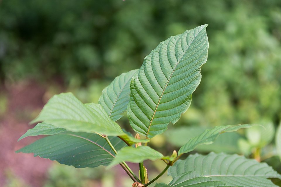 Mitragyna speciosa, the tree commonly known as kratom